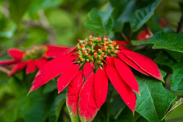 Euforbie Krásná Špičatá Zelená Rostlina Jasně Červenými Listy Vánoční Svátky — Stock fotografie