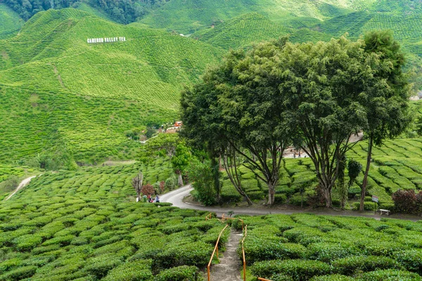 Tea plantations Cameron Valley. Green hills in the highlands of Malaysia. Tea production. Green bushes of young tea