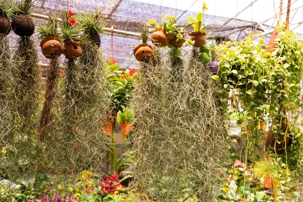 Tillandsia Una Planta Con Gran Sistema Radicular Tienda Plantas — Foto de Stock