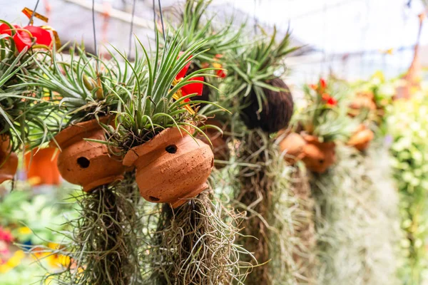 Tillandsia Rostlina Velkým Kořenovým Systémem Obchodě Rostlinami — Stock fotografie