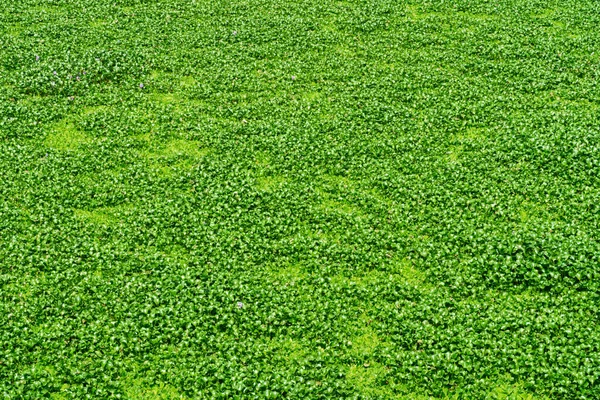 See Mit Grünen Pflanzen Bedeckt Wasserlinse Aus Nächster Nähe — Stockfoto