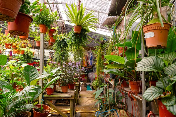 Compre Plantas Caseras Flores Maceta Jardinería — Foto de Stock