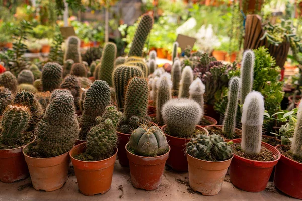 Nakupovat Domácí Rostliny Kaktusy Různých Tvarů Květináčích — Stock fotografie
