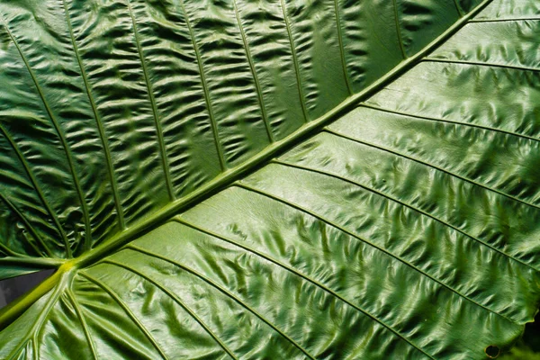 Таро Популярное Клубневое Растение Юго Восточной Азии Других Регионах — стоковое фото