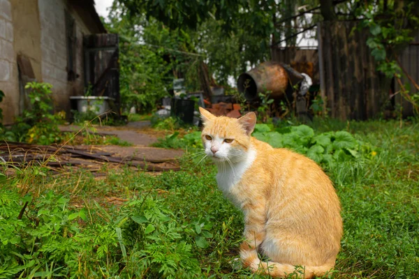 村の家の中庭にある赤い猫 赤い猫は屋外で夏を歩く — ストック写真