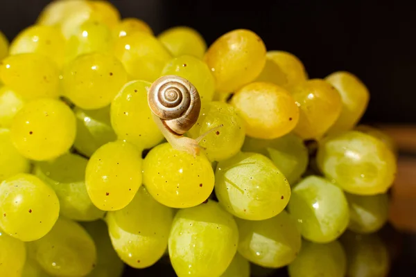 Primer Plano Pequeño Caracol Arrastrándose Sobre Las Uvas Quiche Mish —  Fotos de Stock