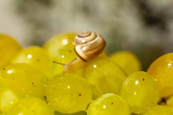 Primer Plano Pequeño Caracol Arrastrándose Sobre Las Uvas Quiche Mish —  Fotos de Stock