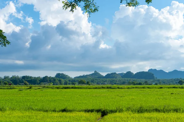 Прекрасный Природный Ландшафт Азии Вид Зеленые Рисовые Поля Горы — стоковое фото