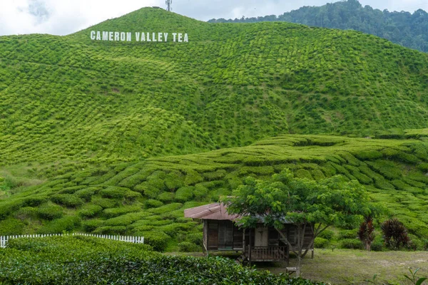 Φυτείες Τσαγιού Cameron Valley Πράσινους Λόφους Στα Υψίπεδα Της Μαλαισίας — Φωτογραφία Αρχείου
