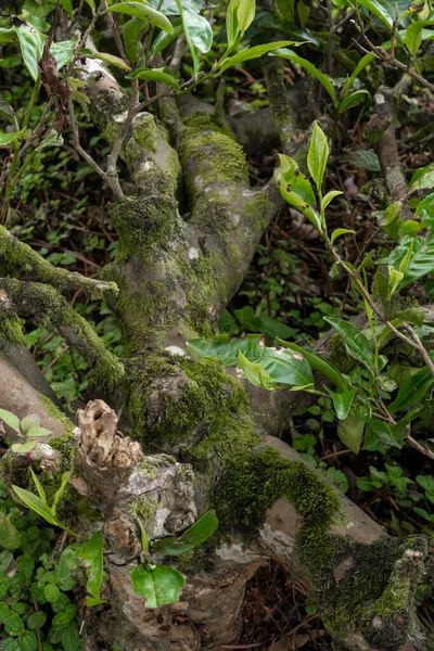 Musgo Verde Bosque Piedras Selva Vegetación Naturaleza Pura — Foto de Stock