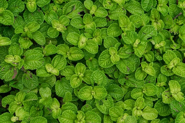 Planta Pilea Hábitat Natural Selva Tropical Cerca — Foto de Stock