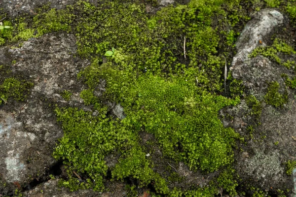 森の中の緑の苔 ジャングルの石緑 純粋な自然 — ストック写真