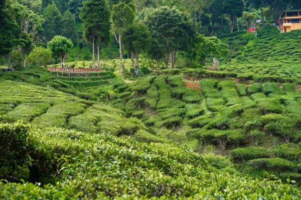 Teeplantagen Cameron Valley Grüne Hügel Hochland Malaysias Teeproduktion Grüne Büsche — Stockfoto