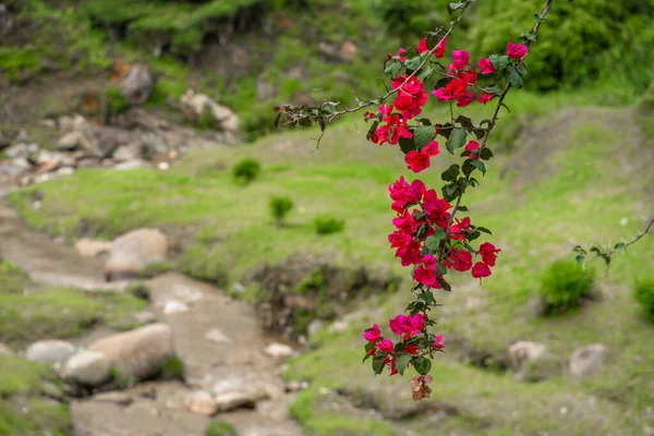 Gałąź Czerwonych Kwitnących Górskich Kwiatów Krajobraz Zielonych Wzgórz Górską Rzeką — Zdjęcie stockowe