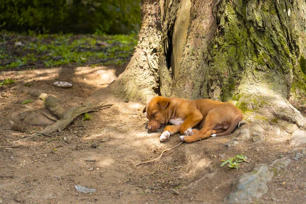 Cachorro Duerme Sobre Las Raíces Árbol —  Fotos de Stock