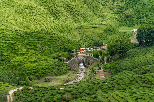 Teeplantagen Cameron Valley Grüne Hügel Hochland Malaysias Teeproduktion Grüne Büsche — Stockfoto