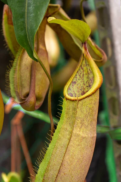 Sluiten Nepenthes Plant Het Wolkenwoud — Stockfoto