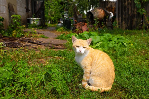 村の家の中庭にある赤い猫 赤い猫は屋外で夏を歩く — ストック写真