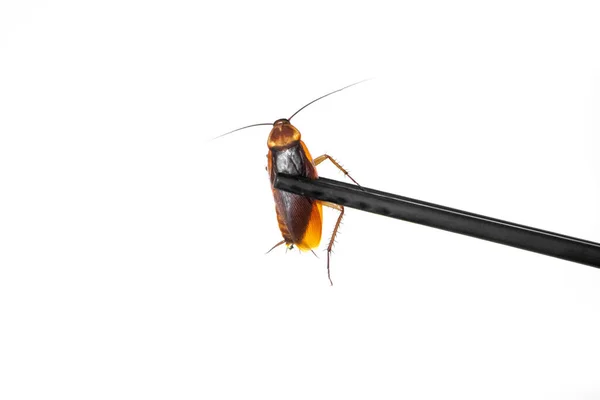 Sostiene Una Cucaracha Con Palillos Chinos Insectos Como Comida Concepto —  Fotos de Stock