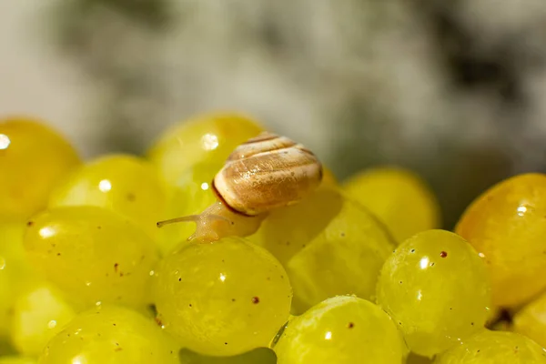 Primer Plano Pequeño Caracol Arrastrándose Sobre Las Uvas Quiche Mish —  Fotos de Stock