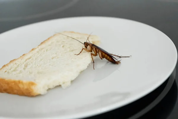 Μια Κατσαρίδα Κάθεται Πάνω Ένα Κομμάτι Ψωμί Ένα Πιάτο Στην — Φωτογραφία Αρχείου