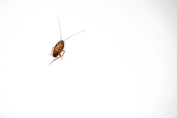 바퀴벌레를 가까이에 — 스톡 사진