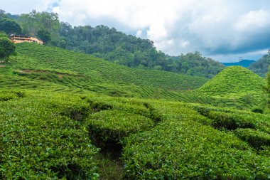 Cameron Vadisi 'ndeki çay tarlaları. Malezya 'nın dağlık kesimlerinde yeşil tepeler. Çay üretimi. Çayın yeşil çalıları