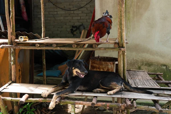 A house on the road in Asia, near the house there are empty display shelves on which pets sit