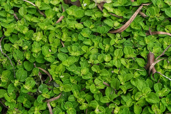 Planta Pilea Habitat Natural Floresta Tropical Perto — Fotografia de Stock