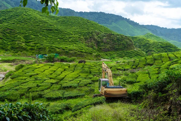 Ein Verlassener Bagger Inmitten Einer Teeplantage Schwerer Baumaschinenschlepper Grünen Teefeldern — Stockfoto