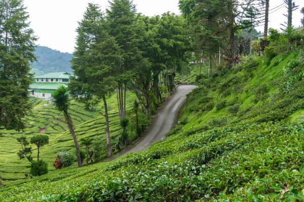 Teeplantagen Cameron Valley Grüne Hügel Hochland Malaysias Teeproduktion Grüne Büsche — Stockfoto