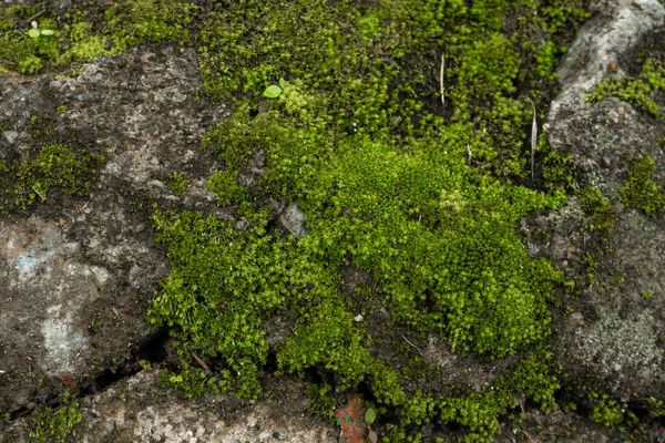 森林里的青苔 丛林石头 绿树成荫纯洁的天性 — 图库照片