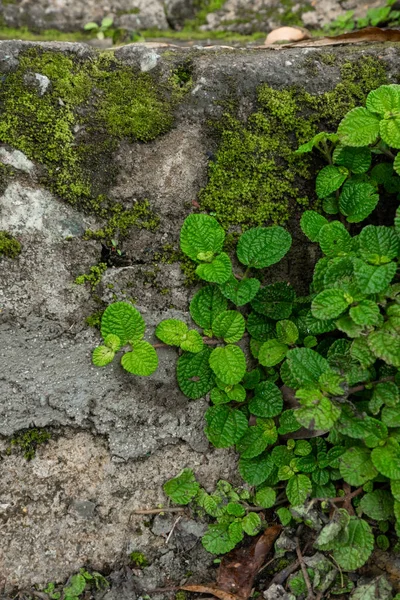 Planta Pilea Habitat Natural Floresta Tropical Perto — Fotografia de Stock