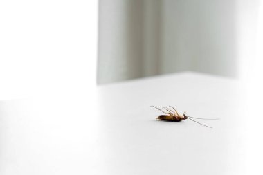 Beyaz bir mutfak masasında hamamböceği.