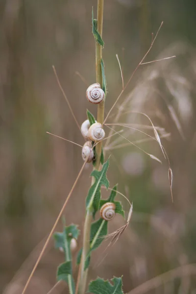 Macro Foto Verschillende Slakken Kruipen Een Grasstengel Een Veld — Stockfoto