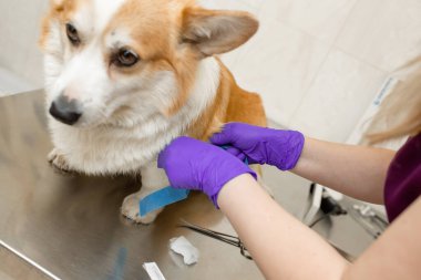 Profesyonel veteriner aşıları Corgi cinsi köpek veteriner kliniğinde yetiştiriliyor..