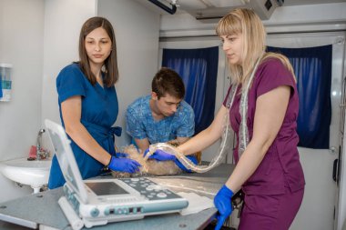 Profesyonel hayvan doktorları evcil hayvan ambulansı içinde köpek cinsi Yorkshire Teriyeri için ultrason yapıyorlar.