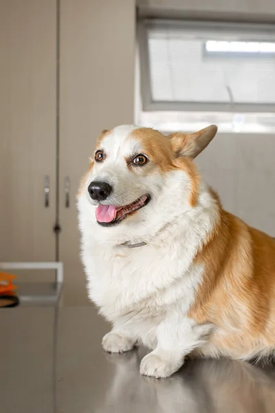 Köpek Veterinerde Corgi Yetiştirir Prosedürden Önce Metal Bir Masaya Oturur — Stok fotoğraf