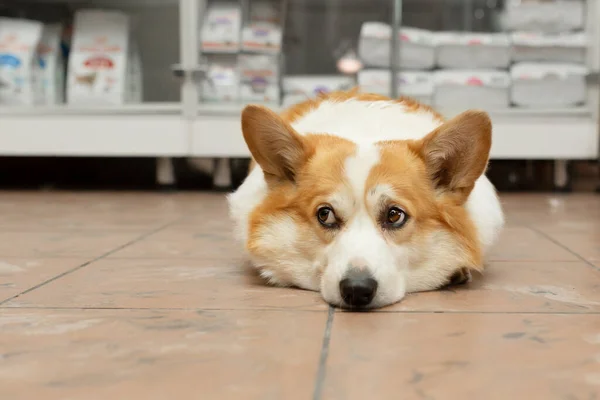 Bir Evcil Hayvan Dükkanında Yerde Yatan Bir Corgi Köpeği Sahibini — Stok fotoğraf