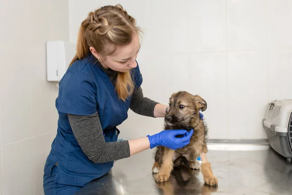 Une Femme Vétérinaire Examine Sur Une Table Clinique Vétérinaire Petit — Photo