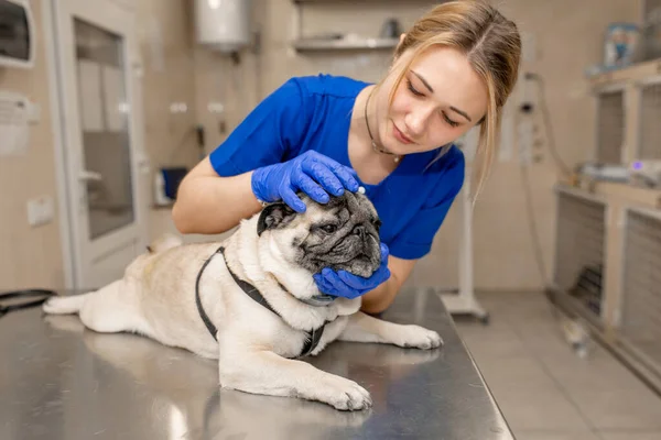 Genç Profesyonel Kadın Veteriner Doktor Veteriner Kliniğindeki Köpek Kulaklarını Kontrol — Stok fotoğraf