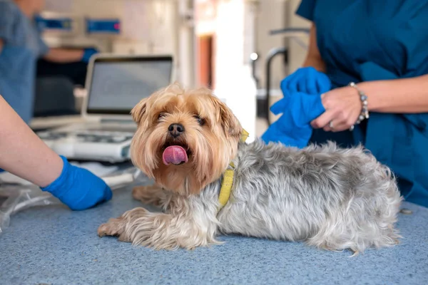 Professzionális Háziállat Orvosok Csinál Ultrahang Vizsgálat Kutyafajta Yorkshire Terrier Belsejében — Stock Fotó