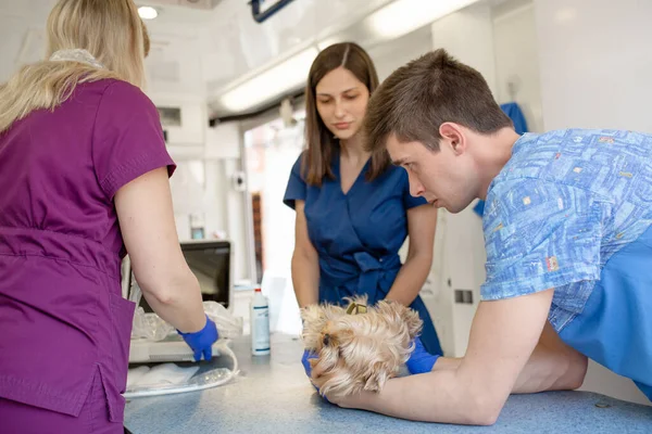 Médecins Professionnels Pour Animaux Compagnie Faisant Échographie Pour Chien Race — Photo