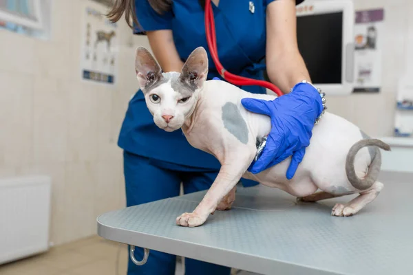 Jeune Vétérinaire Professionnelle Femme Uniforme Médical Examen Chat Chauve Avec — Photo