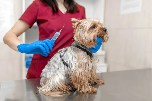 Jeune Belle Femme Vétérinaire Vaccinant Yorkshire Terrier — Photo