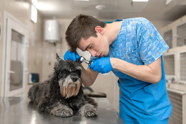 Jeune Vétérinaire Technicien Vérifie Les Oreilles Ses Patients Vérification Oreille — Photo