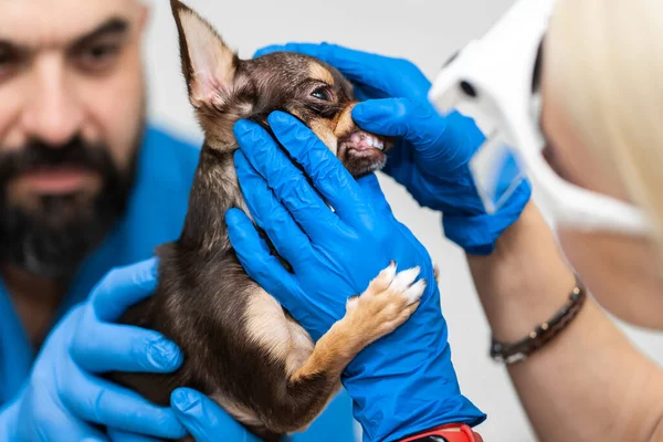 Esame Veterinario Professionale Denti Cani Salute Animale Domestico — Foto Stock