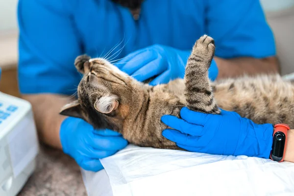 Profesionální Lékaři Veterináři Provádět Ultrazvukové Vyšetření Vnitřních Orgánů Kočky Veterinární — Stock fotografie