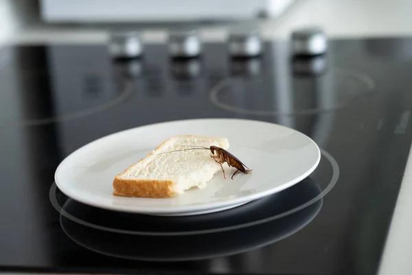 Een Kakkerlak Zit Een Stuk Brood Een Bord Keuken Kakkerlakken — Stockfoto
