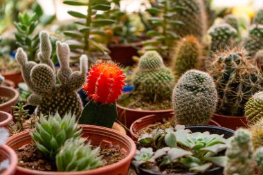 Ev yapımı bitki kaktüsleri, saksılarda farklı şekillerde.
